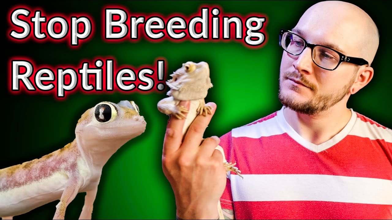 Why I Don't Breed Reptiles and Neither Should You! - YouTube