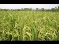 Proceso de  siembra, fertilización y cosecha de Arroz - TvAgro por Juan Gonzalo Angel