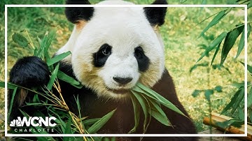 Giant pandas return to China from Smithsonian