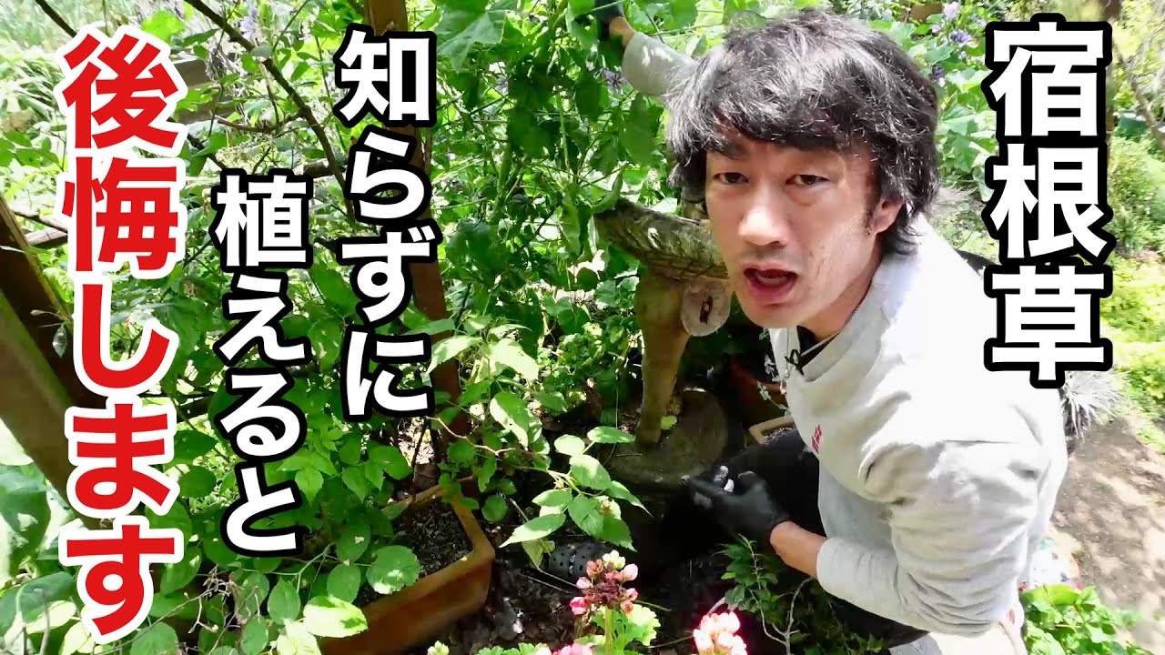 It grows 180cm in 3 months [Gardening Superman Carmen-kun