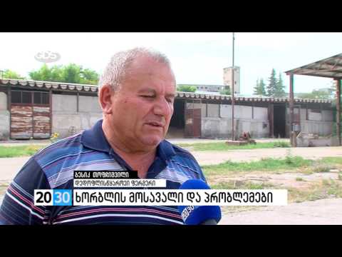 ხორბლის მოსავალი და პრობლემები /2030 (20.07.2016.)/