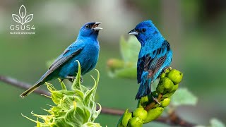 11 Hours Bird Sounds – Calming Nature Sounds for Focus, Gentle Chirping \& Relaxation