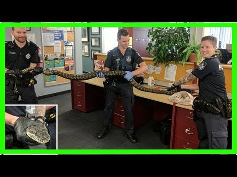 TWO huge pythons weighing more than 15kgs seized from Brisbane home