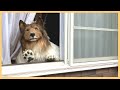 動物になる夢を叶えて、ゆったり犬の生活を満喫【着ぐるみ】