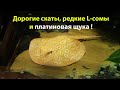 Дорогие скаты, редкие L-сомы и платиновая щука....