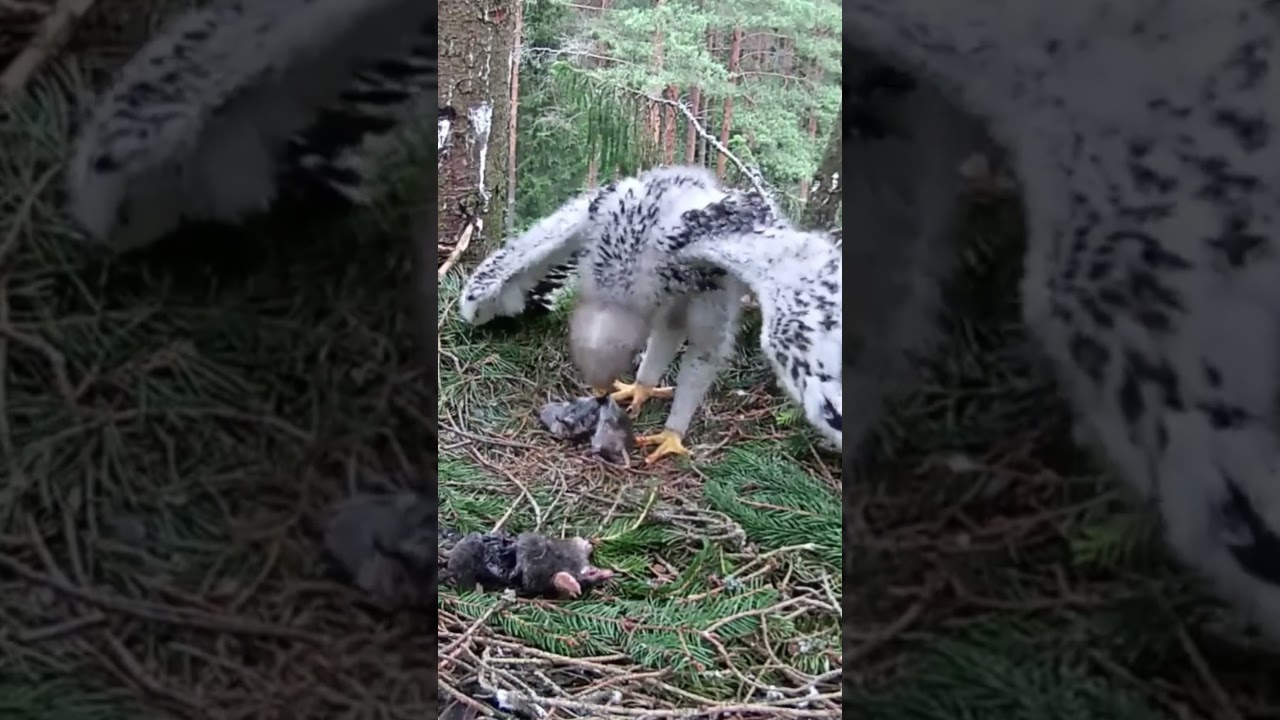 [Ep580]- Parent birds brings food to feed the babies in their nest, birds nest daily life 
