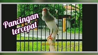 Download Lagu Pancingan TERCEPAT Dan SUKSES Bikin Kenari GACOR NGEROL, Terapi Untuk Kenari Macet Bisu Jadi NGEROL MP3