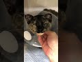 ❶猫の豆ちゃんの様子