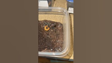 Little Tarantula Vs. Huge Mealworm ! #fyp #tarantulafeeding #shortvideo #tarantulavideo #pulchra
