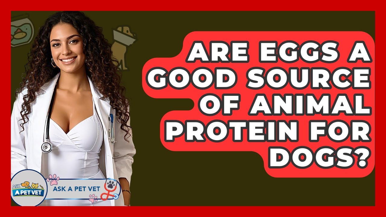 Are Eggs A Good Source Of Animal Protein For Dogs? - Ask A Pet Vet