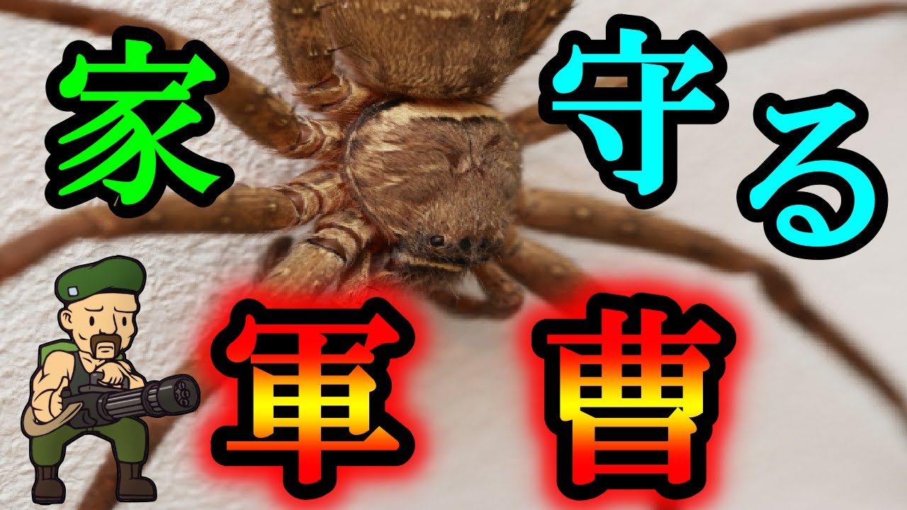 ゆっくり解説】理想的な益虫(見た目以外) アシダカグモを解説 - YouTube