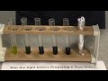 Dehydrogenase Activity in Extracts of Chloroplasts (the light dependent reaction of photosynthesis)