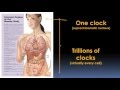 Circadian Rhythms and Your Health Video - Brigham and Women's Hospital