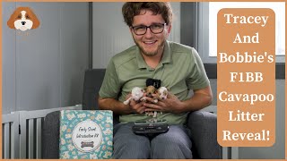 Tracey And Bobbie's F1BB Cavapoo Litter Reveal!