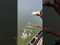 Mississippi river milk fishing #fishing #handfish