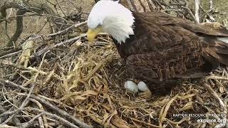 Decorah Eagles 4-3-23, 10:20 am HD with huge fish, eats part, leaves the rest for HM