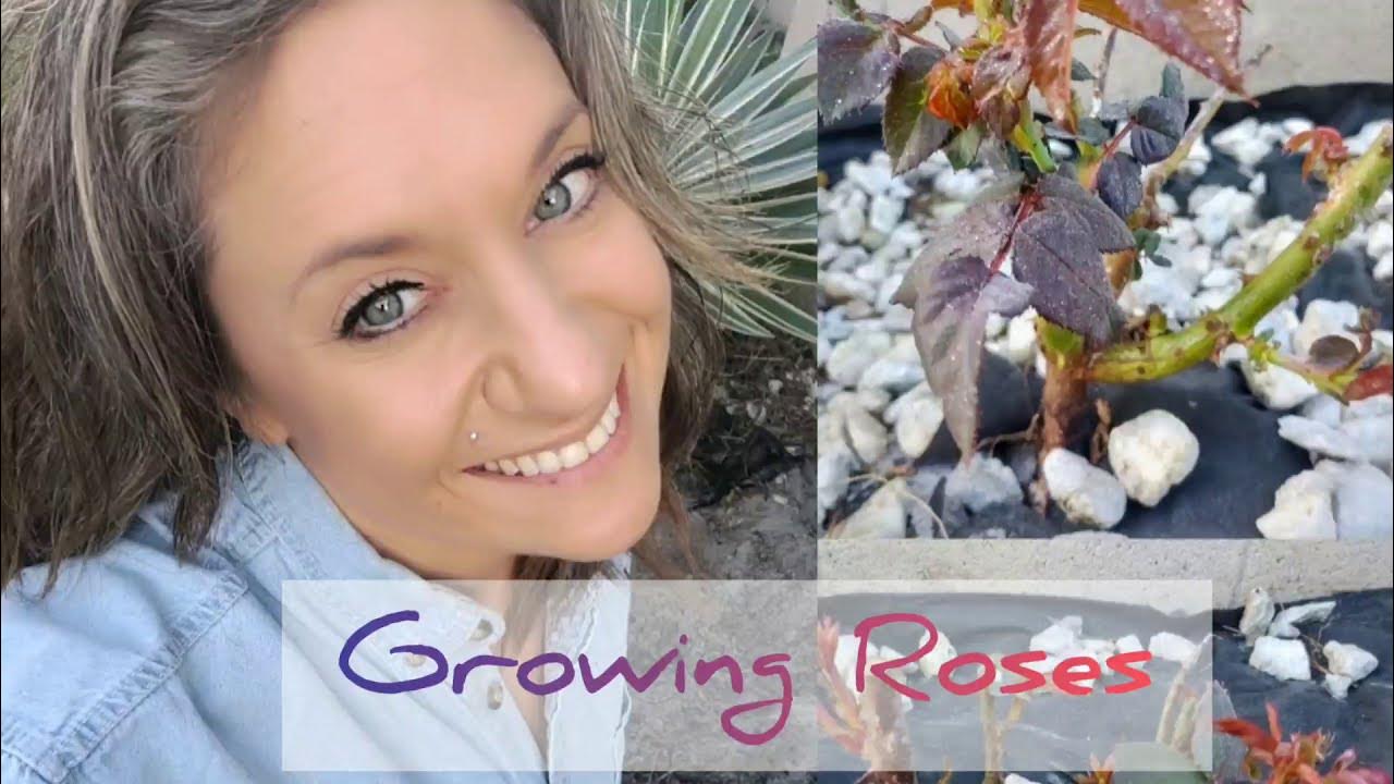 Growing Roses in Florida YouTube