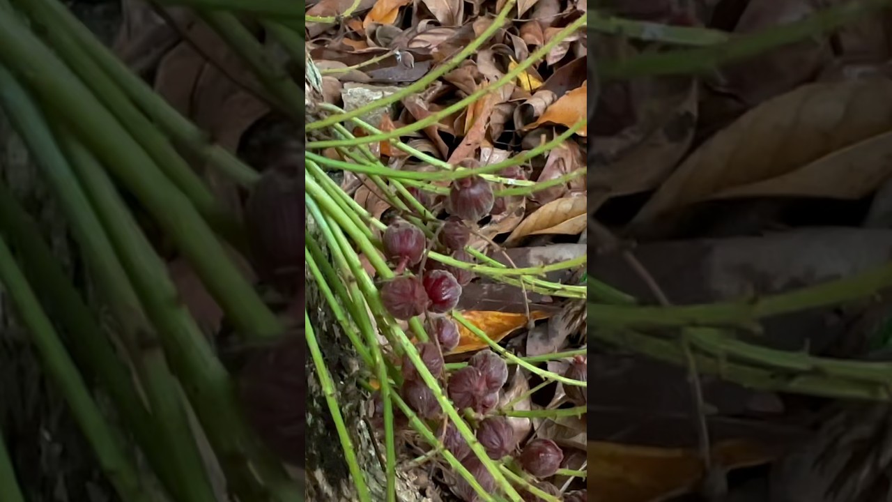 Moottipazham full video uploaded 