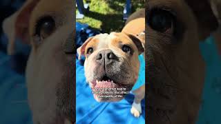 Batterseas Animal Welfare Campaigning Work