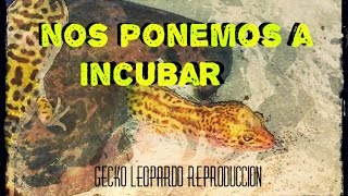 Gecko Leopardo | Recogida de huevos desde cero hasta incubación