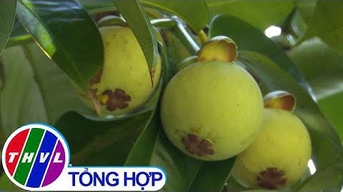 THVL | Nhà vườn trồng măng cụt ở miền Tây được mùa, được giá