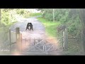 Momma Bear defends Cub from Papa Bear