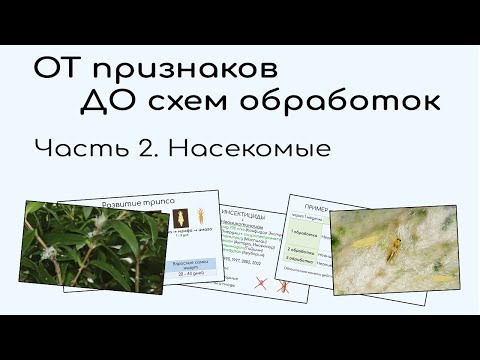 Мучнистый червец. Трипс. Белокрылка. Щитовка. Признаки. Разбор препаратов и схемы применения.