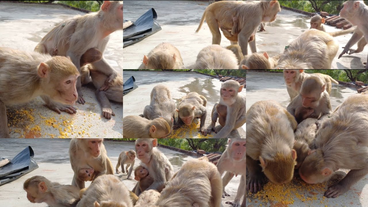 मोटाभाई,छोटाभाई,हीराबहन,मीराबहन,साथ,लाए अपने मौसी मौसा और चंगू,मंगू