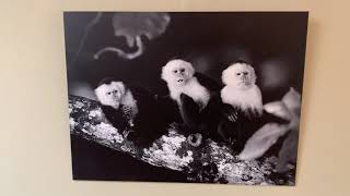 Organisatieverandering In Een Notedop