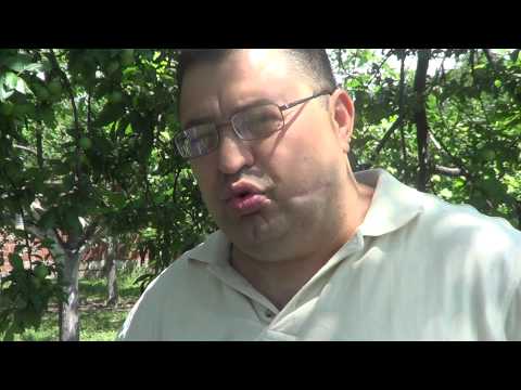 Video: Şaftalı Armillaria Kök Çürüməsi: Şaftalı Ağaclarının Armillaria Çürüməsinə Necə Mübarizə Olmalı