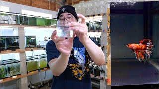 Unboxing 29x Bettas  Guppies and more from Thailand, Indonesia & US mainland all the way to Hawaii!