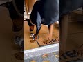 ドーベルマンが子猫を拾って帰って来た