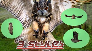 Owl green screen | green screen burung hantu FULL HD