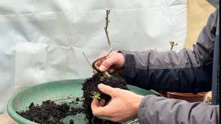 Oak Saplings Getting New Homes | Bonsai Repotting Part 1