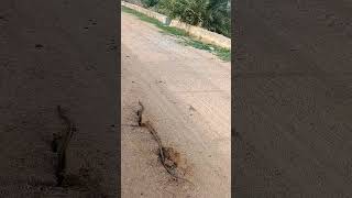 Release the Rate snake...#snake #nature