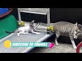 Funny Cats Videos