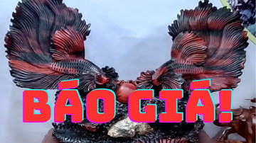 Mê mẩn trước tượng cá xiêm gỗ trắc đỏ đen.