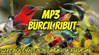 suara burcil ribut || suara jernih cocok untuk mikat semua burung