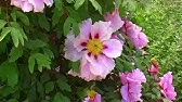 Pfingstrosen Schneiden Ruckschnitt Pfingstrose Paeonia Schneiden Zuruckschneiden Herbst Youtube