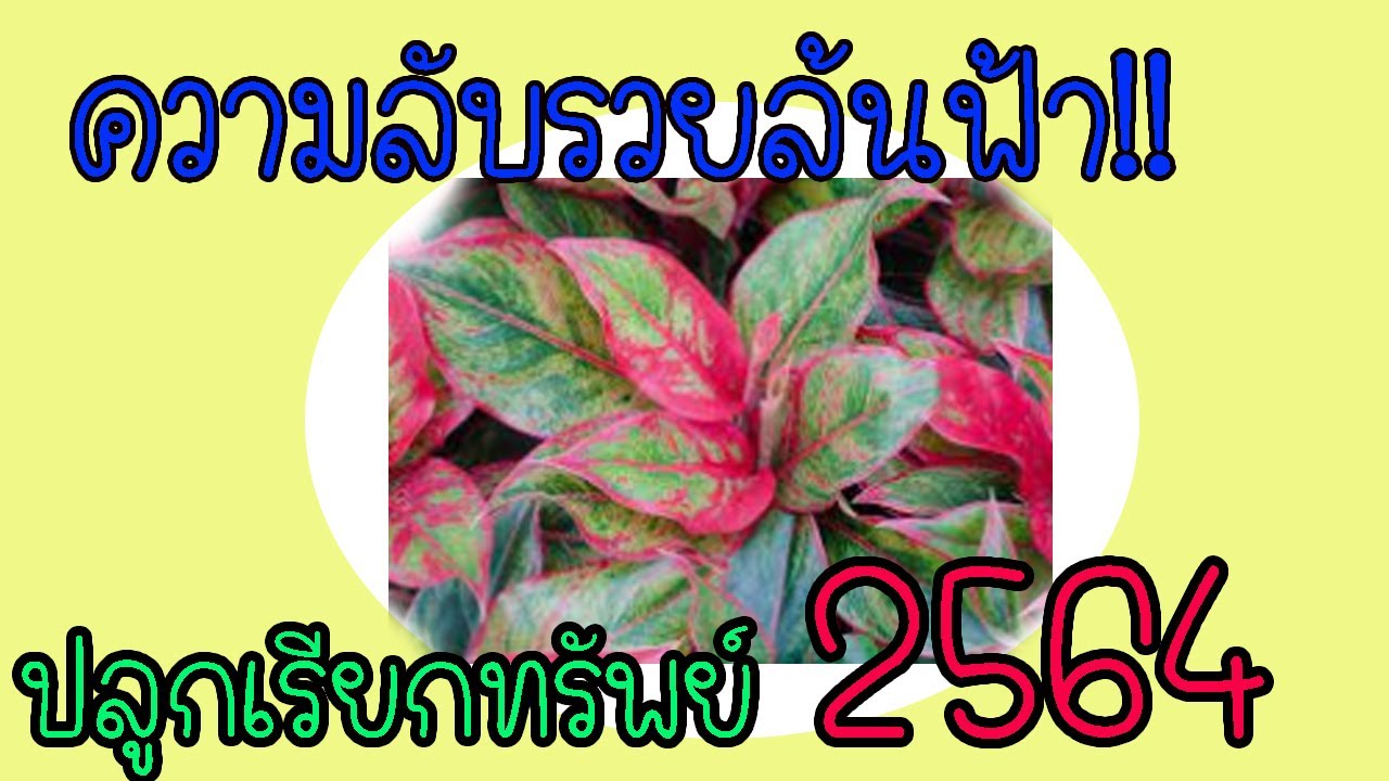 เสริมดวงการเงิน!!!ความลับต้นรวยล้นฟ้า2564 ปลูกทิศไหนเสริมดวงการเงินให้ปังแบบฉุดไม่อยู่