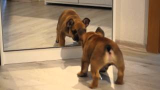 Französische Bulldogge/French Bulldog - Welpe/Puppy 8 Wochen alt