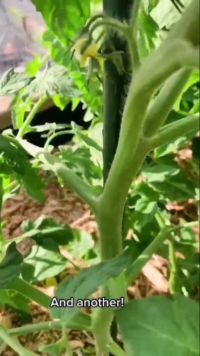 3 Tips to get healthy Tomatos 🍅🍅 (Tomato Plant Care)