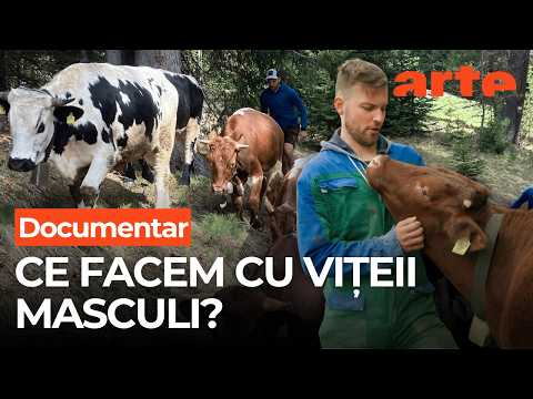 Din vițel de prisos, salvator al Alpilor | ARTE.tv Documentare
