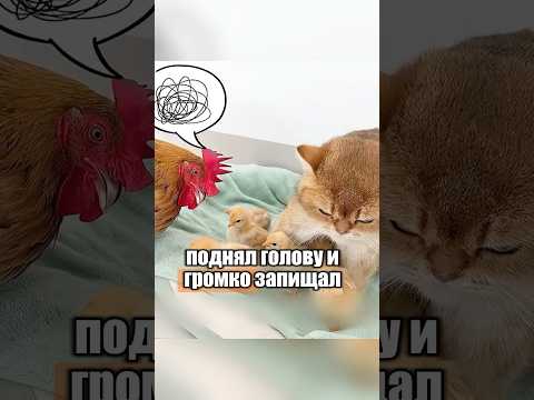 Почему цыплята выбрали кошку-мать? 🐔🐈 #милыеживотные #животные