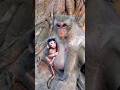 Newborn baby Dimitri &amp; mom! ✨💫 #shorts #babymonkey #wildlife