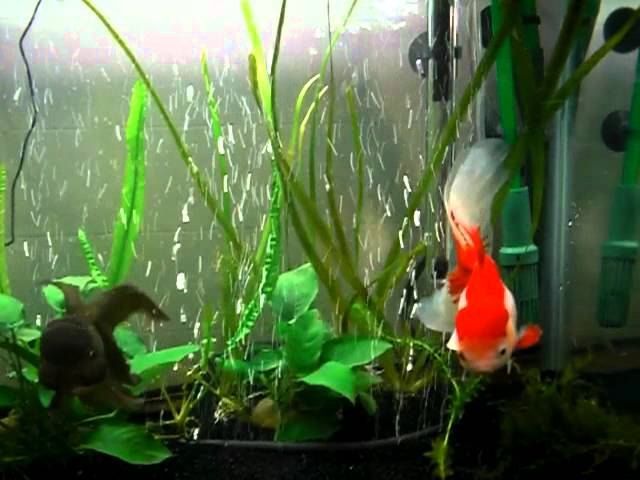 29 gallon Goldfish tank update 