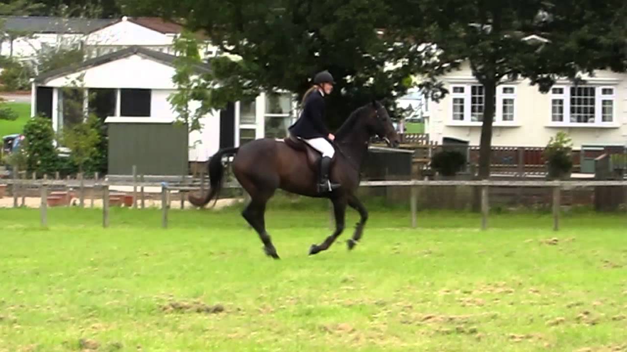 Exracehorse show jumping for the first time YouTube