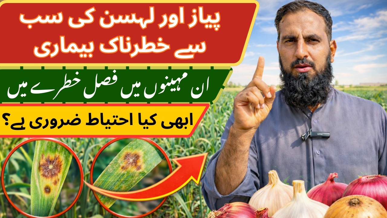 March Mein Pyaz & Lehsan Par Sabse Zyada Disease Attack | Complete Spray Schedule 2026