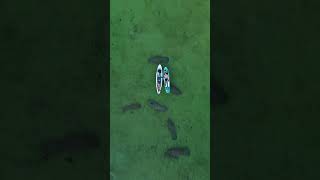Paddlers Share Water with Gentle Manatee