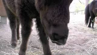 草を食べるシェトランドポニーの赤ちゃん シズタロウ〜Pony Baby